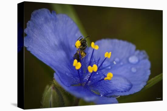 Purple Flower with a Bee-Gordon Semmens-Stretched Canvas