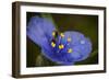 Purple Flower with a Bee-Gordon Semmens-Framed Photographic Print