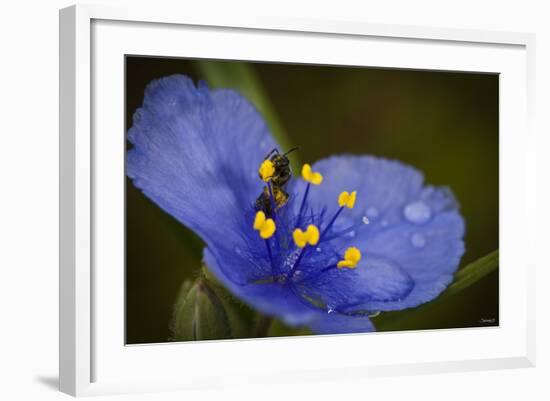 Purple Flower with a Bee-Gordon Semmens-Framed Photographic Print