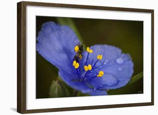 Purple Flower with a Bee-Gordon Semmens-Framed Photographic Print