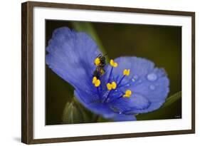 Purple Flower with a Bee-Gordon Semmens-Framed Photographic Print