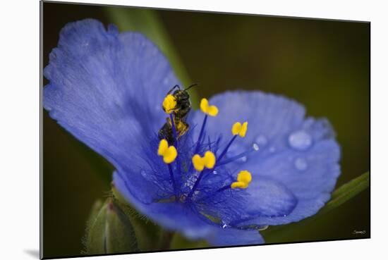 Purple Flower with a Bee-Gordon Semmens-Mounted Photographic Print