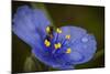 Purple Flower with a Bee-Gordon Semmens-Mounted Photographic Print