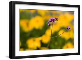 Purple Flower with Yellow Background-Felipe Rodríguez-Framed Photographic Print
