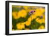 Purple Flower with Yellow Background-Felipe Rodríguez-Framed Photographic Print