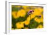 Purple Flower with Yellow Background-Felipe Rodríguez-Framed Photographic Print