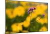 Purple Flower with Yellow Background-Felipe Rodríguez-Mounted Photographic Print