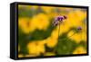 Purple Flower with Yellow Background-Felipe Rodríguez-Framed Stretched Canvas