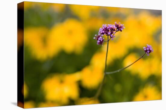 Purple Flower with Yellow Background-Felipe Rodríguez-Stretched Canvas