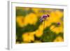 Purple Flower with Yellow Background-Felipe Rodríguez-Framed Photographic Print