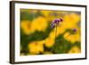 Purple Flower with Yellow Background-Felipe Rodríguez-Framed Photographic Print