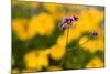 Purple Flower with Yellow Background-Felipe Rodríguez-Mounted Photographic Print