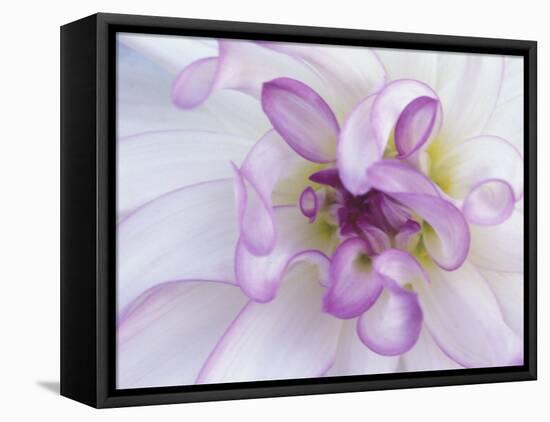 Purple Flower-Michele Westmorland-Framed Stretched Canvas