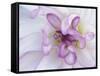 Purple Flower-Michele Westmorland-Framed Stretched Canvas