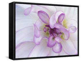 Purple Flower-Michele Westmorland-Framed Stretched Canvas