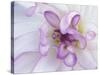 Purple Flower-Michele Westmorland-Stretched Canvas