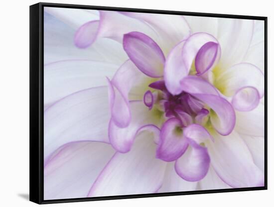 Purple Flower-Michele Westmorland-Framed Stretched Canvas