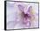 Purple Flower-Michele Westmorland-Framed Stretched Canvas