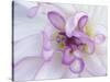 Purple Flower-Michele Westmorland-Stretched Canvas