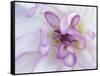 Purple Flower-Michele Westmorland-Framed Stretched Canvas