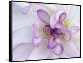 Purple Flower-Michele Westmorland-Framed Stretched Canvas