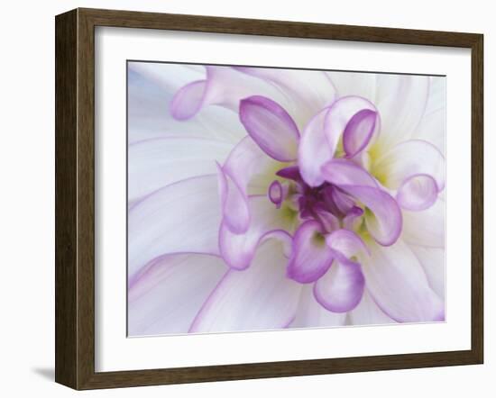 Purple Flower-Michele Westmorland-Framed Premium Photographic Print