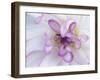 Purple Flower-Michele Westmorland-Framed Premium Photographic Print