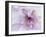Purple Flower-Michele Westmorland-Framed Premium Photographic Print