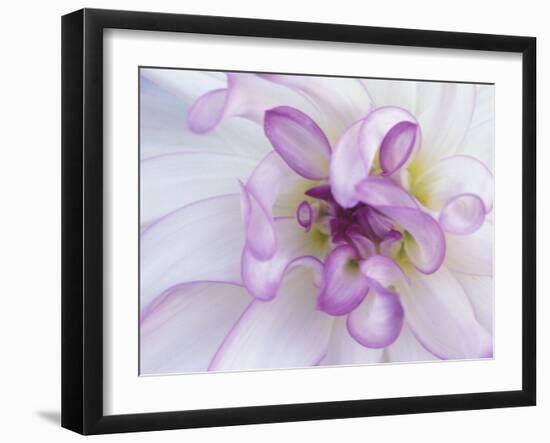 Purple Flower-Michele Westmorland-Framed Premium Photographic Print