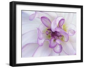 Purple Flower-Michele Westmorland-Framed Premium Photographic Print