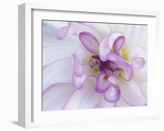 Purple Flower-Michele Westmorland-Framed Premium Photographic Print