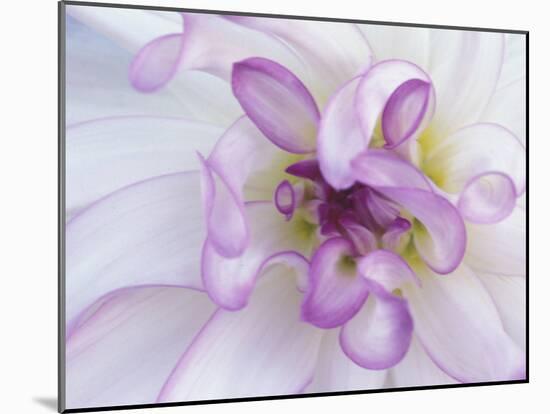 Purple Flower-Michele Westmorland-Mounted Premium Photographic Print