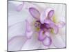 Purple Flower-Michele Westmorland-Mounted Premium Photographic Print