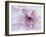 Purple Flower-Michele Westmorland-Framed Photographic Print