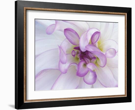 Purple Flower-Michele Westmorland-Framed Photographic Print