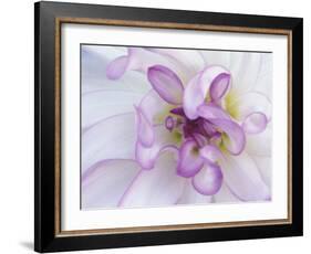 Purple Flower-Michele Westmorland-Framed Photographic Print