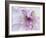 Purple Flower-Michele Westmorland-Framed Photographic Print