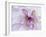 Purple Flower-Michele Westmorland-Framed Photographic Print