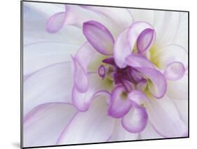 Purple Flower-Michele Westmorland-Mounted Photographic Print