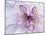 Purple Flower-Michele Westmorland-Mounted Photographic Print