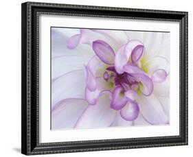 Purple Flower-Michele Westmorland-Framed Photographic Print