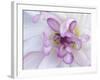 Purple Flower-Michele Westmorland-Framed Photographic Print