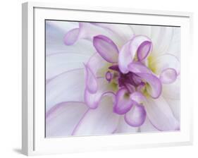 Purple Flower-Michele Westmorland-Framed Photographic Print