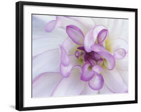 Purple Flower-Michele Westmorland-Framed Photographic Print