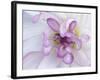 Purple Flower-Michele Westmorland-Framed Photographic Print