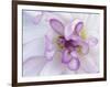 Purple Flower-Michele Westmorland-Framed Photographic Print