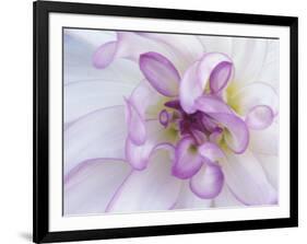 Purple Flower-Michele Westmorland-Framed Photographic Print