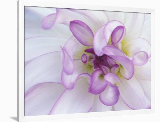 Purple Flower-Michele Westmorland-Framed Photographic Print
