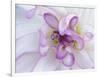 Purple Flower-Michele Westmorland-Framed Photographic Print