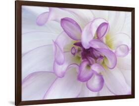 Purple Flower-Michele Westmorland-Framed Photographic Print